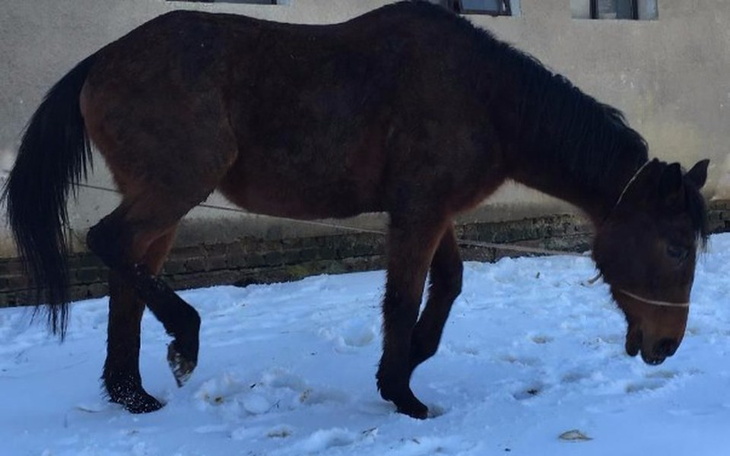 Zbiórka Stara klacz i źrebak - zdjęcie główne
