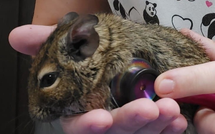 Zbiórka Chorowite wakacje w DT U Kociary - zdjęcie główne