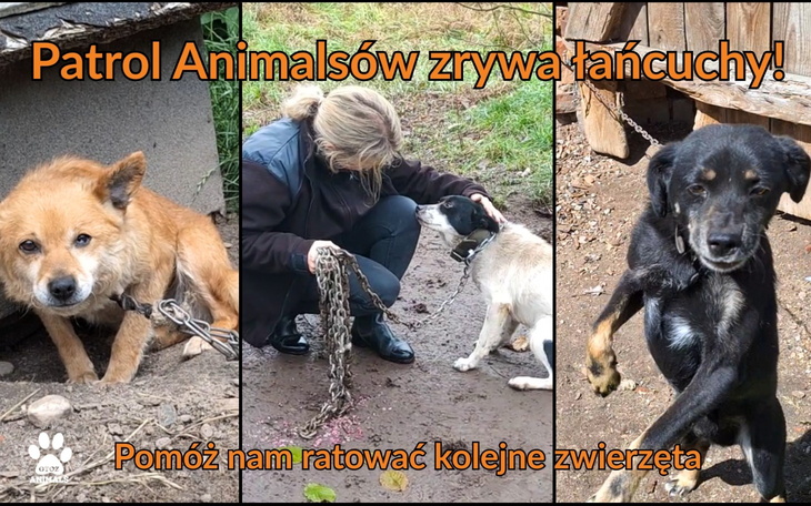 Osoba ratująca psy, uwalniając je z łańcuchów.