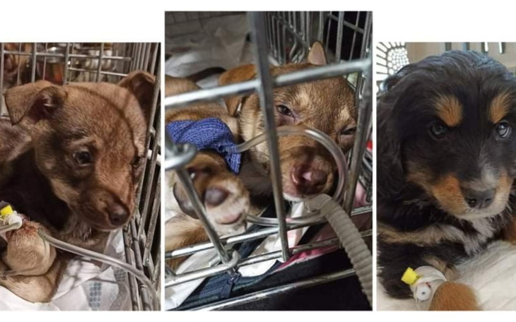 Zbiórka Tyle kosztuje ich życie - zdjęcie główne