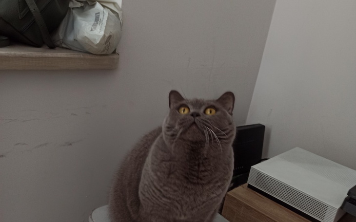 Zbiórka Na leczenie Lumpy - zdjęcie główne