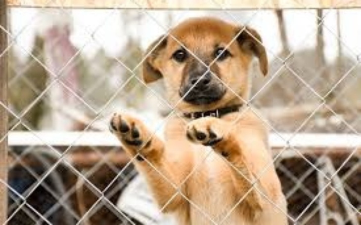 Szczeniak przy siatce, wyglądający na smutnego.