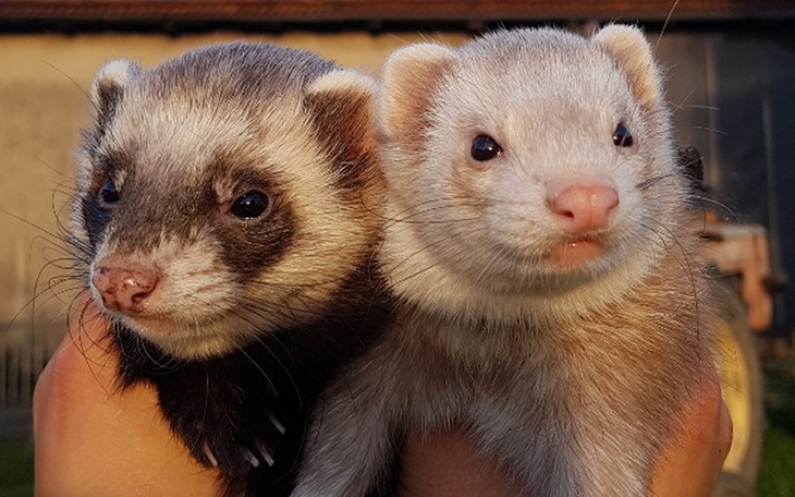 Zbiórka Leszek i Furia - zdjęcie główne