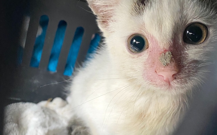 Zbiórka Dla Juniora i kotów z Pomyska - zdjęcie główne