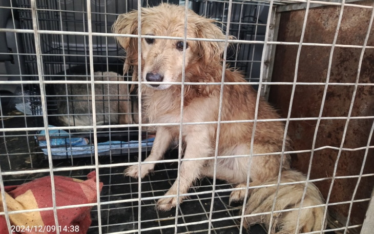 Zbiórka Klatka łapka dla bezdomniakow - zdjęcie główne