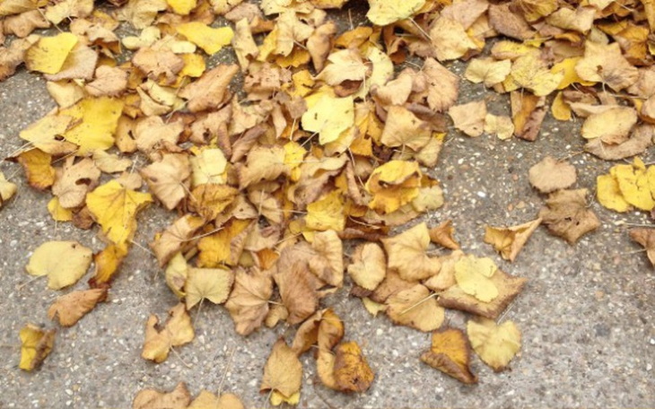 Zbiórka niespełniona pasja - zdjęcie główne