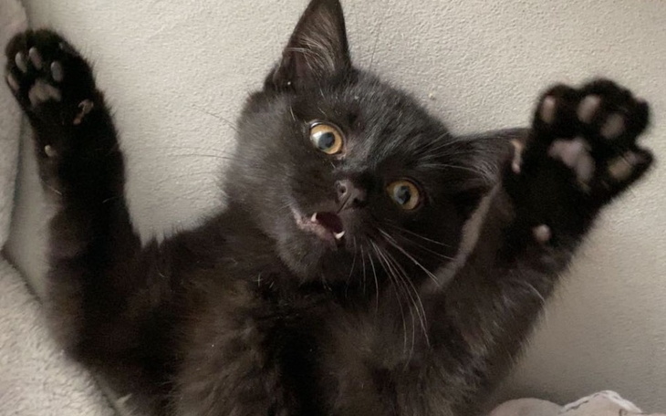 Zbiórka Na leczenie kotka kasti - zdjęcie główne