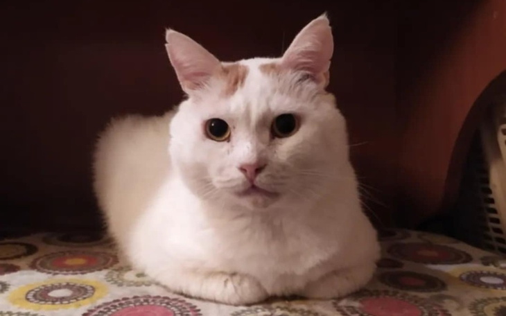 Biały kot siedzący na kolorowej narzucie, z poważnym wyrazem twarzy.