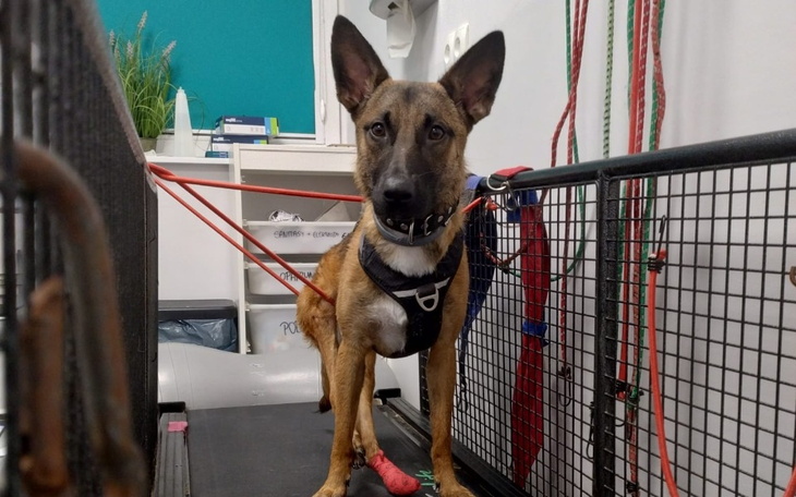 Pies na bieżni, w uprzęży, gotowy do ćwiczeń.