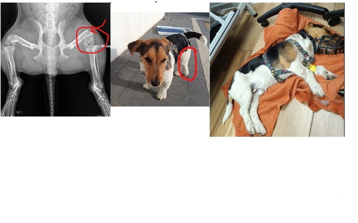 Zbiórka operacja mojego pieska dustera - zdjęcie główne