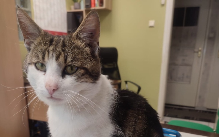 Zbiórka Na operację Pana Kotka - zdjęcie główne