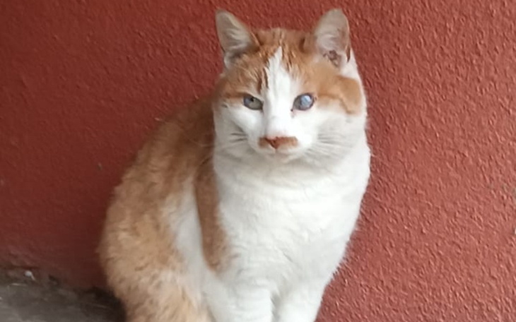 Zbiórka Ratujemy Rudego Pilne leczenie - zdjęcie główne