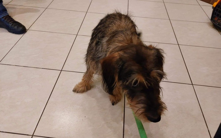 Zbiórka Pies z cmentarza - zdjęcie główne