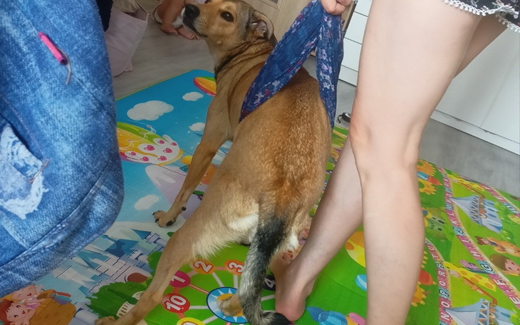 Pies na dywanie, trzymany przez osobę w krótkich szortach.