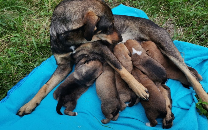 Zbiórka Na karmę dla porzuconych piesków - zdjęcie główne