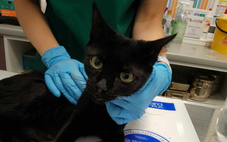 Zbiórka Leczenie pogryzionej Inki - zdjęcie główne