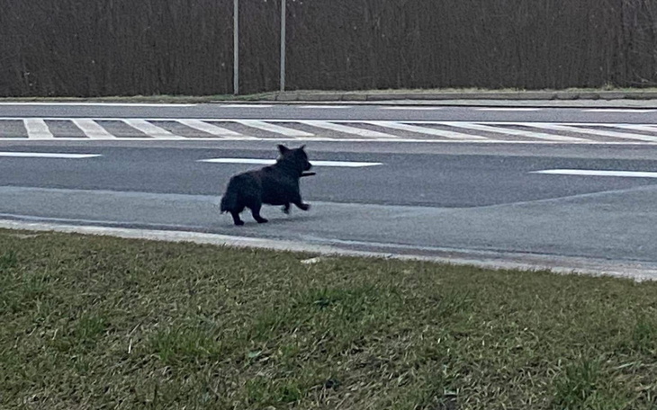 Czarny piesek biegnący przez ulicę.