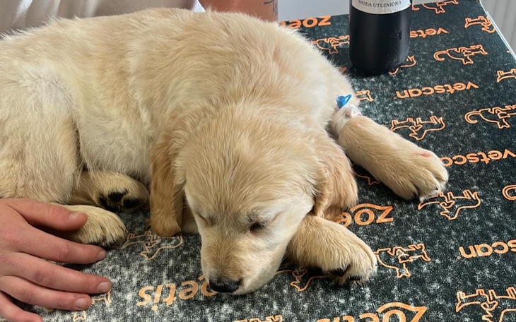 Zbiórka Zapalenie płuc u szczeniaka - zdjęcie główne