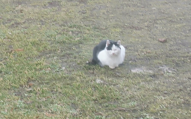 Zbiórka Na utrzymanie kotów wolno żyjący - zdjęcie główne