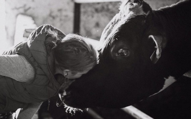 Zbiórka Nandi uratowany przed rzeźnią - zdjęcie główne