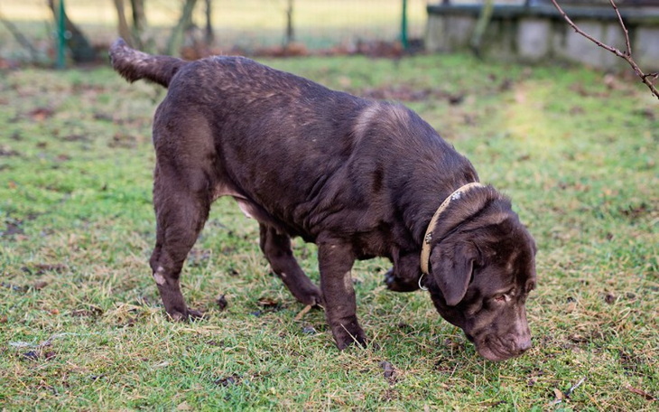 Zbiórka Ela, sunia znikąd prosi o pomoc - zdjęcie główne
