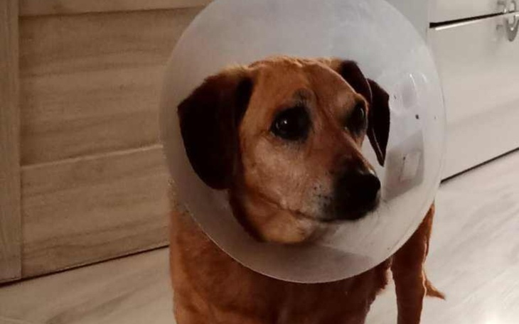 Zbiórka Pomóżcie uratować życie pieska - zdjęcie główne