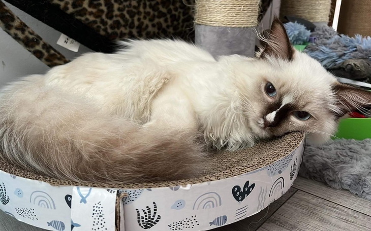 Zbiórka Mały Itek walczy o życie - zdjęcie główne