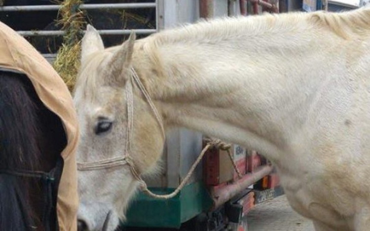 Zbiórka Pasza dla staruszków - zdjęcie główne