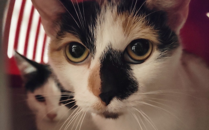 Zbiórka Panleukopenia w kociej piwniczce - zdjęcie główne