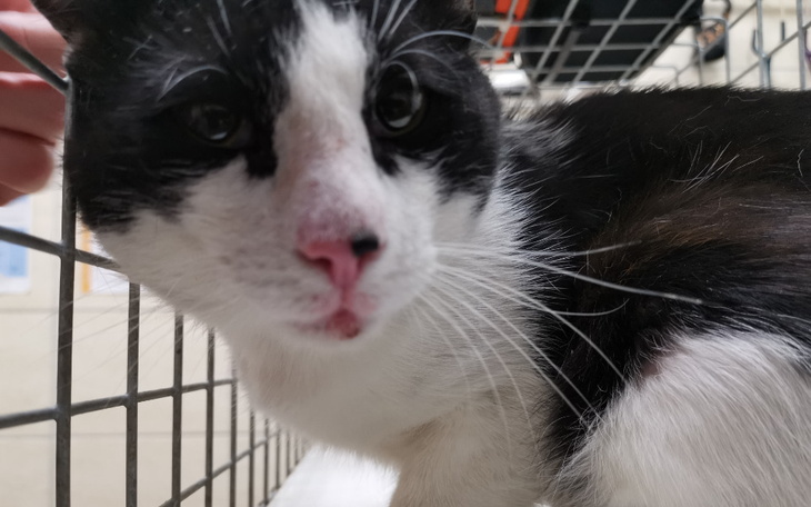 Zbiórka Poturbowany, zachudzony Lucek - zdjęcie główne