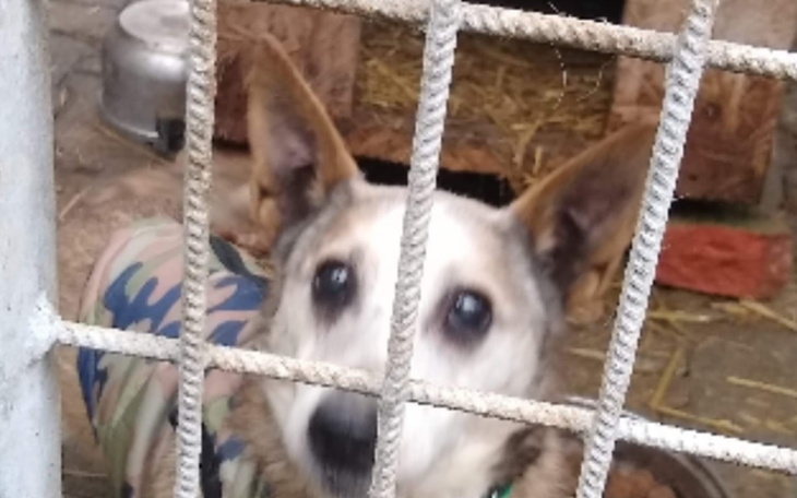 Zbiórka Schronisko w ogromnej potrzebie - zdjęcie główne