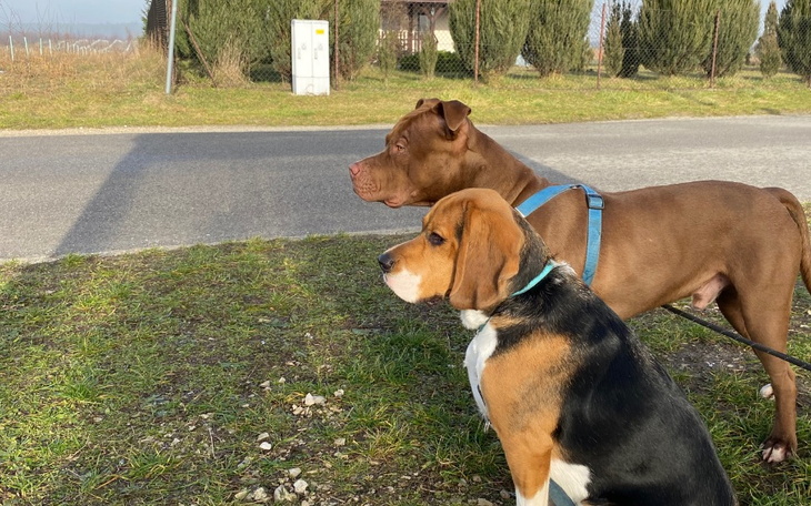 Zbiórka Pomoc dla thora pilne - zdjęcie główne