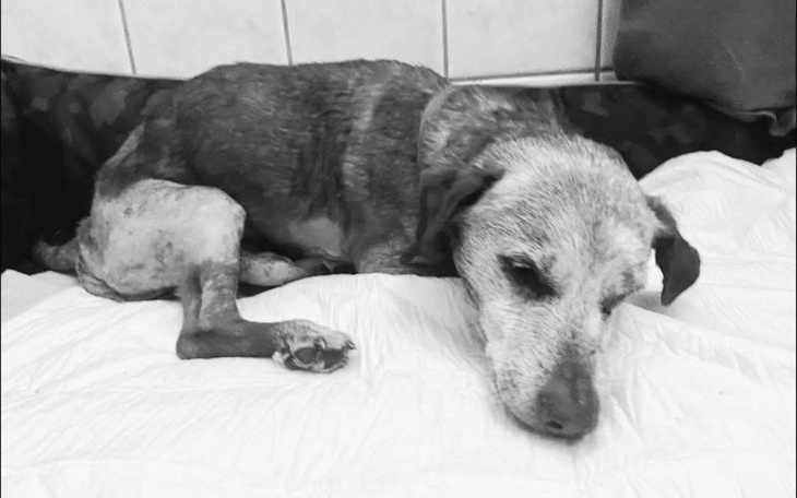 Stary pies leżący na białej pościeli.