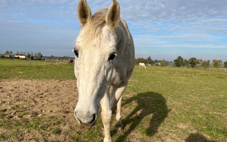 Biały koń na pastwisku, zbliżenie na jego twarz.
