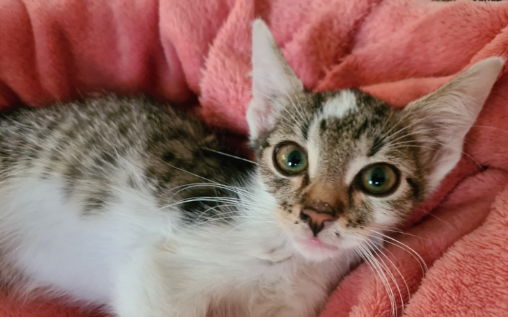 Mały kotek leżący w różowym kocyku.