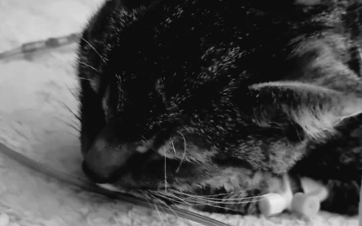 Zbiórka Sisi walczy z białaczką - zdjęcie główne