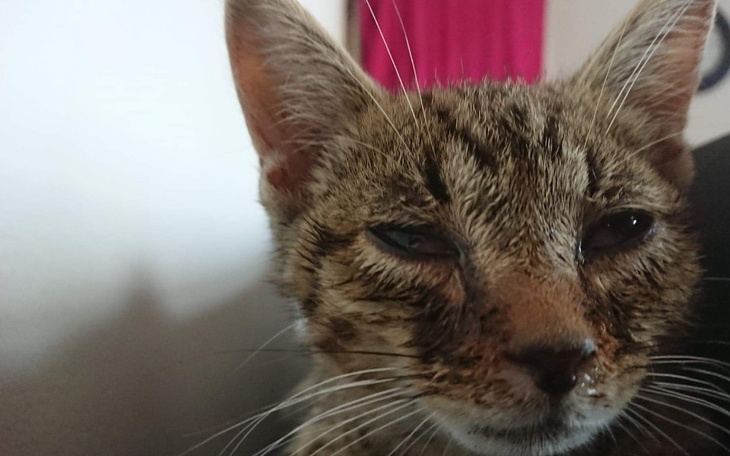 Kot z brudną sierścią, patrzący w obiektyw.