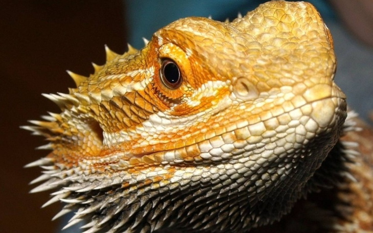 Zbiórka Na zwierzątko potrzebna mi lampa - zdjęcie główne