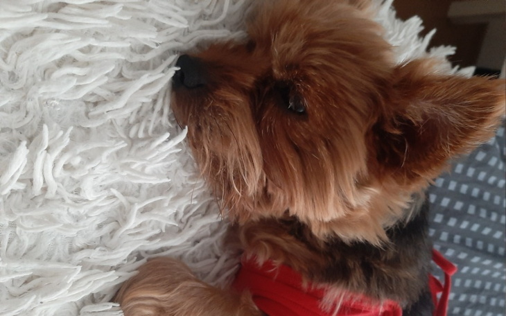 Zbiórka Operacja Ratujaca życie Gabi - zdjęcie główne