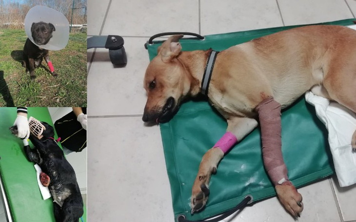 Zbiórka Na pomoc Trzem Muszkieterom - zdjęcie główne