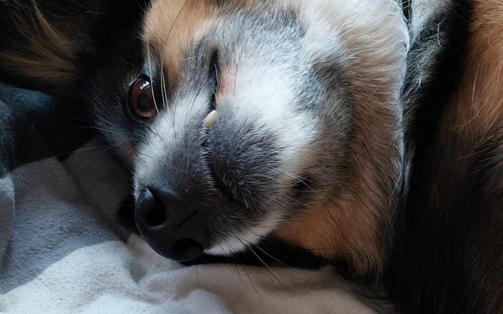 Zbiórka Pomóżmy przewieźć Inkę - zdjęcie główne