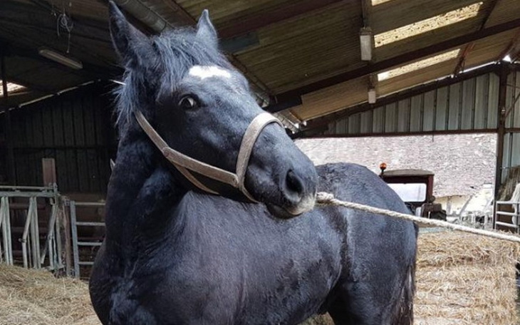 Zbiórka Uratuj chorego Cerbera - zdjęcie główne