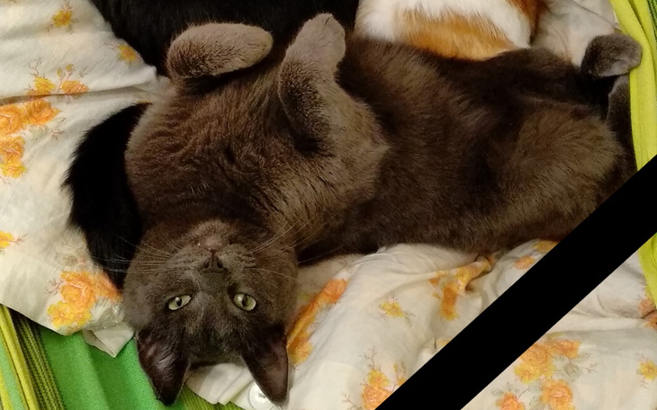 Zbiórka Samael - śmierć Anioła - zdjęcie główne