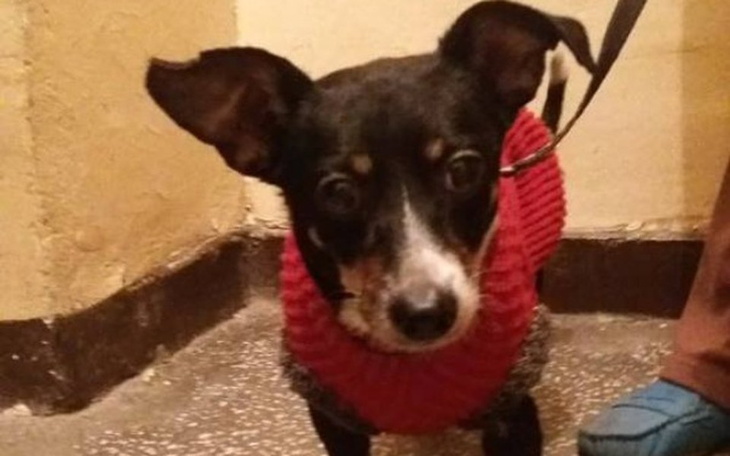 Zbiórka Smurf - zdjęcie główne