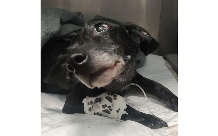 Zbiórka Ratowanie życia Pixela - zdjęcie główne