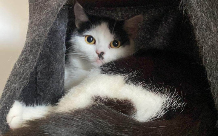 Zbiórka Pilny transport Merlina i kawki - zdjęcie główne