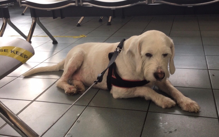 Zbiórka Ratujemy Rokiego. Operacje łapek - zdjęcie główne