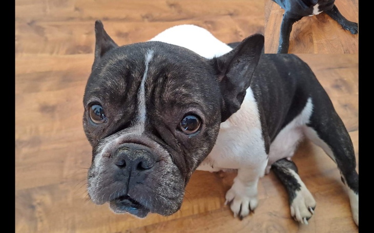 Zbiórka Ocalałe buldożki z pseudo - zdjęcie główne