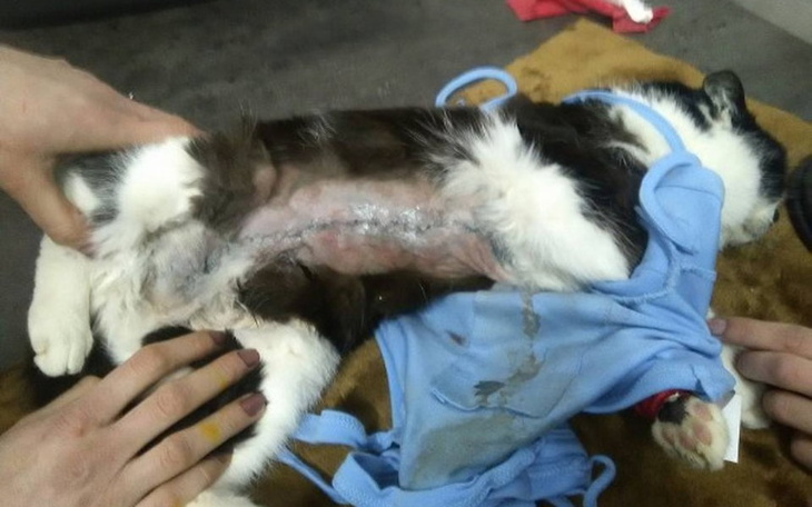 Zbiórka Nowe życie Noska - zdjęcie główne