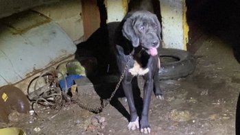 Zbiórka Boluś dog na krótkim łańcuchu - miniaturka zdjęcia